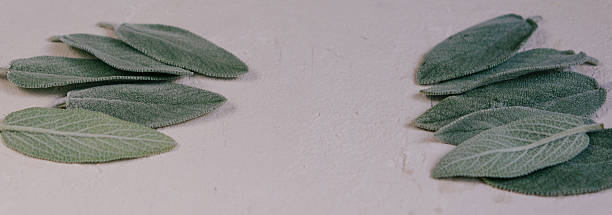 istock Organically arranged sage leaves displayed on a neutral textured surface, showcasing natural themes emphasizing botany, simplicity, and green aesthetics 2217626445