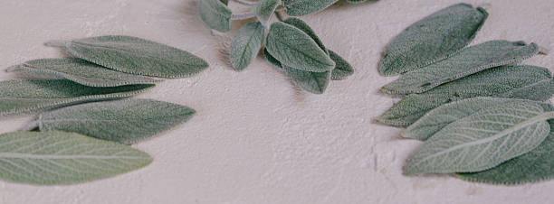 istock Organically arranged sage leaves displayed on a neutral textured surface, showcasing natural themes emphasizing botany, simplicity, and green aesthetics 2217626447