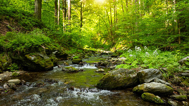 istock A Bright Small River Flowing Through Lush Spring Forest during Sunset Hour. Fresh Lush Vegetation, Low Angle of View. Wide Angle View. Beautiful Nature Landscape, Natural Background. 2217626994