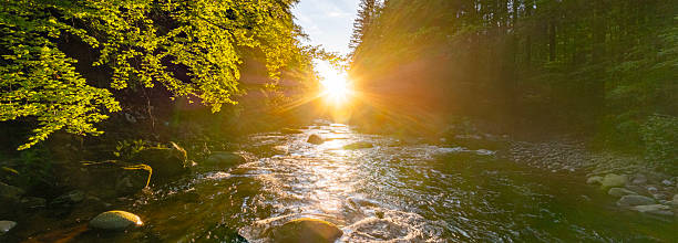 A Bright Small River Flowing Through Lush Spring Forest during Sunset Hour. Fresh Lush Vegetation, Low Angle of View. Wide Angle View. Beautiful Nature Landscape, Natural Background.