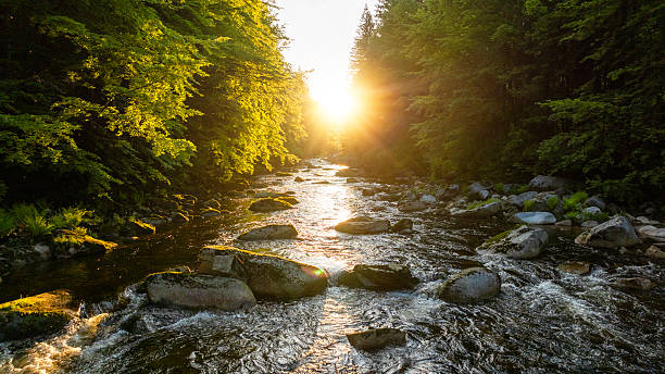 istock A Bright Small River Flowing Through Lush Spring Forest during Sunset Hour. Fresh Lush Vegetation, Low Angle of View. Wide Angle View. Beautiful Nature Landscape, Natural Background. 2217627149