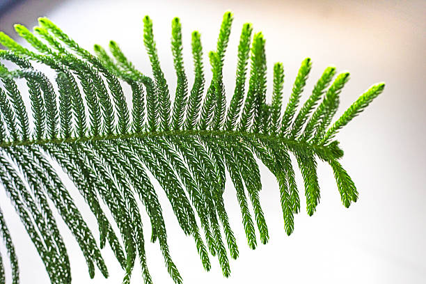 istock palm leaf on a light background in the intere 2217628480