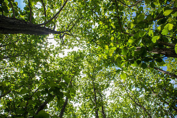 istock Sunlight Shining Through Tropical Forest Canopy – Nature Background 2217628759