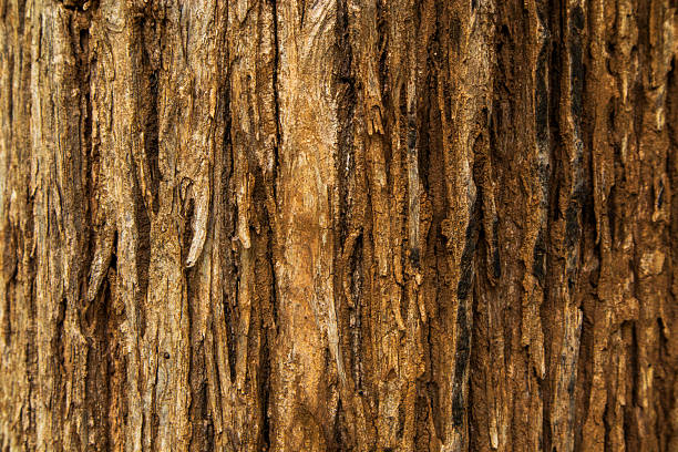 Detailed view of rugged brown tree bark with natural texture and earthy tones. Perfect for background use, organic material themes, wood products, forest conservation, or botanical studies.