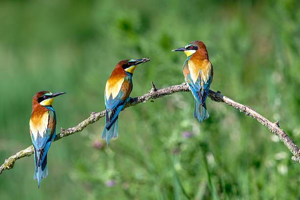 istock European bee-eaters in courtship 2217629028