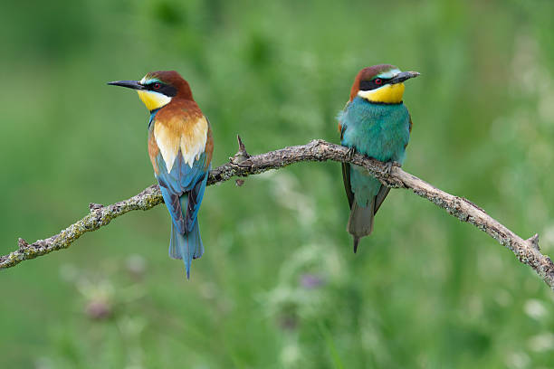istock pair of european bee-eaters 2217629104