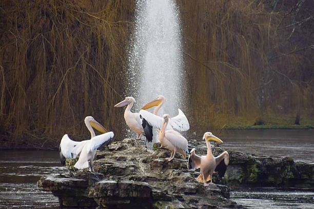 Today, because of overfishing in certain areas, White Pelicans are forced to fly long distances to find food. Great white pelicans are exploited for many reasons. Their pouch is used to make tobacco bags, Their skin is turned into leather, the guano is used as fertiliser, and the fat of young pelicans is converted into oils for traditional medicine in China and India. Human disturbance, loss of foraging habitat and breeding sites, and pollution are all contributing to the decline of the Great White Pelican.