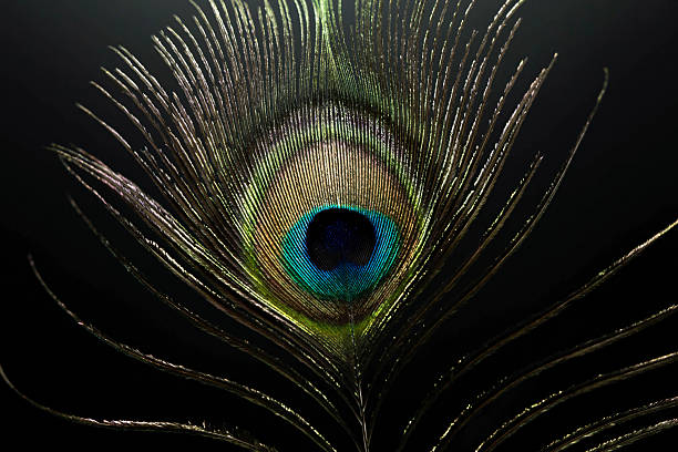 istock Peacock feather texture, peacock feather macro photography 2217634632
