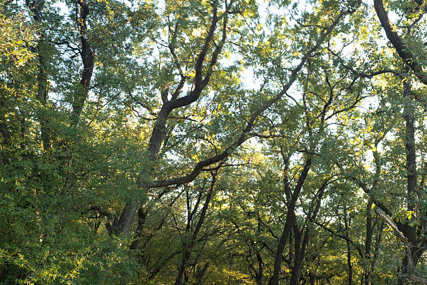 Sunlight streams through the leafy canopy of a dense forest in the late afternoon, casting a warm golden glow on the lush green foliage below