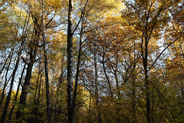 istock Golden Autumn Forest Canopy with Tall Deciduous Trees and Vibrant Fall Foliage in Soft Daylight  Tranquil Woodland Landscape with Yellow, Orange, and Brown Leaves 2217636294