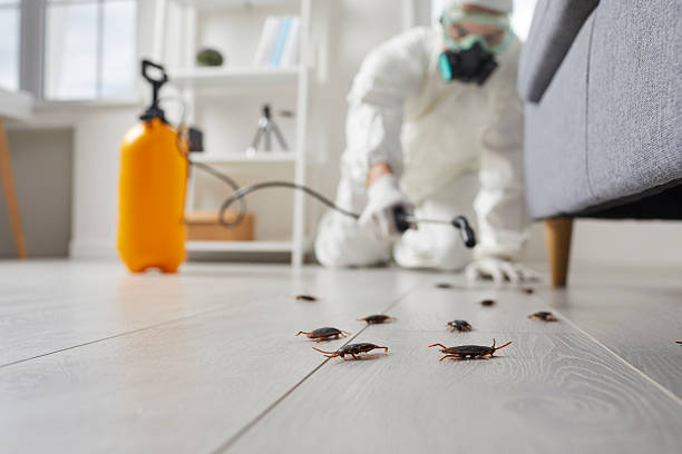 Exterminator spraying insecticide