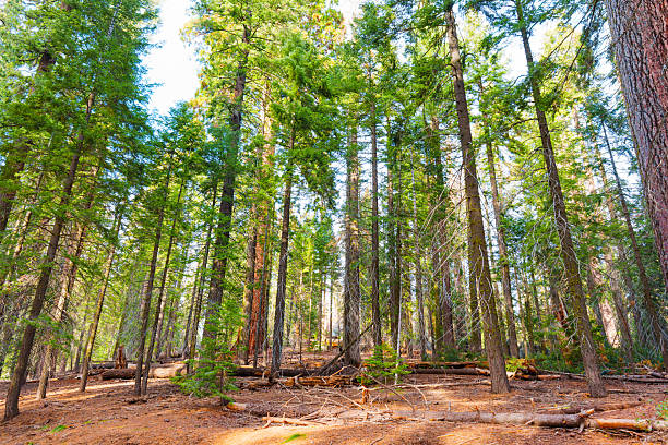 Wide-angle view of majestic sequoia trees in Sequoia National Park, California, showcasing verdant foliage and forest floor, under bright daylight conditions.