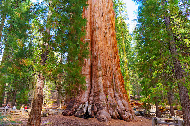 Sequoia National Park, California - November 30, 2024: Towering giant sequoia tree stands prominently in Sequoia National Park, framed by lush coniferous trees and visitors