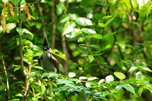 istock bird is looking for prey on a tree branch. 2217640192