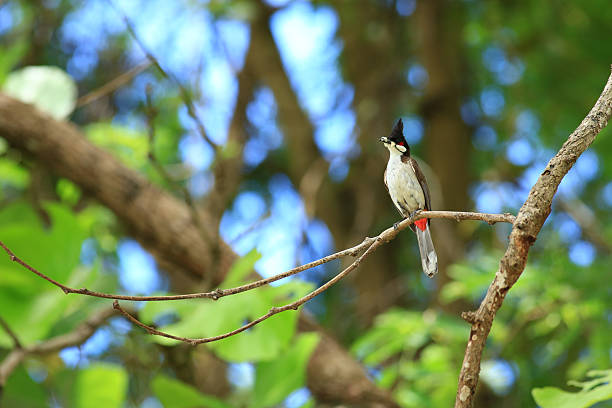istock bird is looking for prey on a tree branch. 2217640236