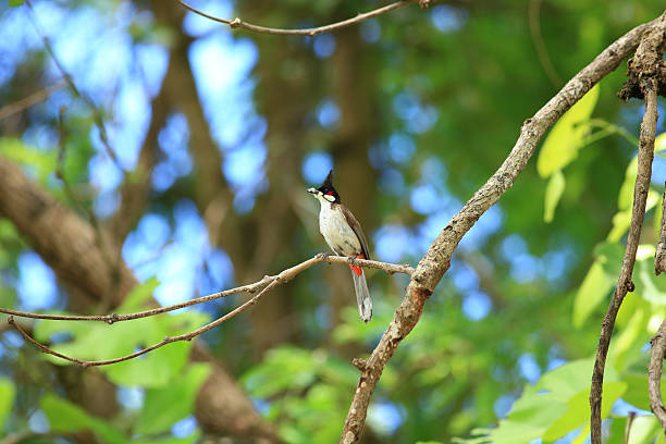 istock bird is looking for prey on a tree branch. 2217640243