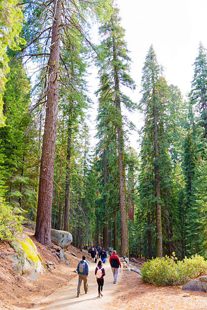 Sequoia National Park, California - November 30, 2024: Group of hikers walks along a winding path surrounded by towering sequoia trees in Sequoia National Park, showcasing the natural beauty and scale