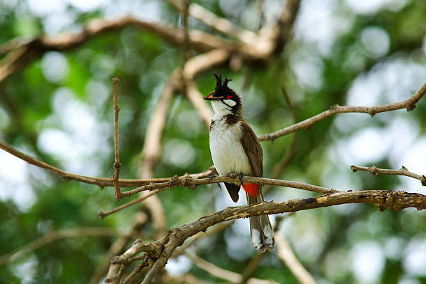 istock bird is looking for prey on a tree branch. 2217640304