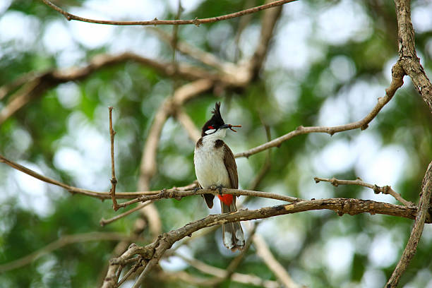 istock bird is looking for prey on a tree branch. 2217640305