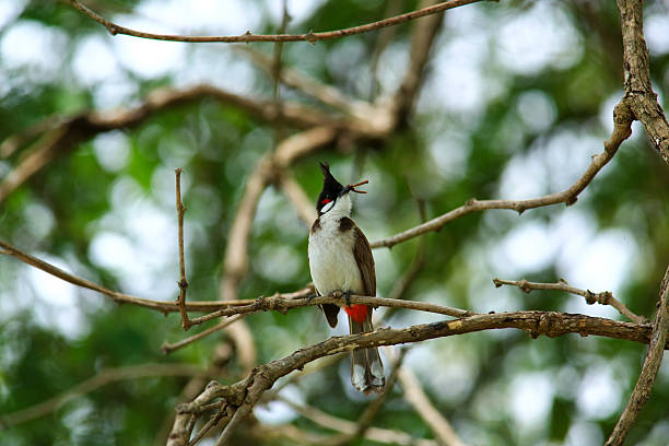 istock bird is looking for prey on a tree branch. 2217640307