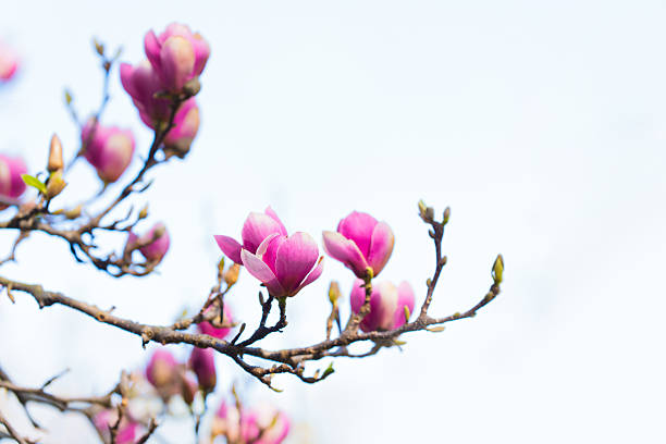 Close-up of vibrant pink magnolia flowers on a branch, beautifully contrasting against a pale sky, capturing the essence of springtime blooms.