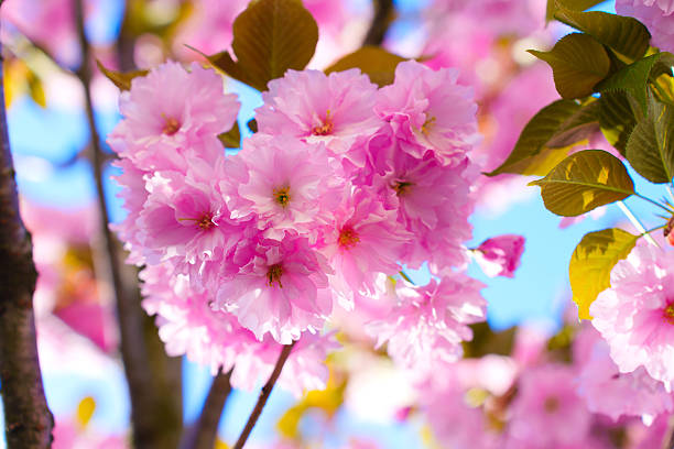 Close-up of vibrant pink sakura flowers blooming on a tree branch under bright sunlight, showcasing intricate petals and lush green leaves.