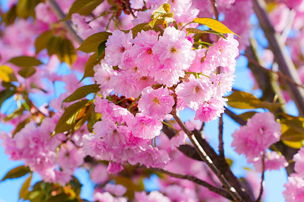 istock Beautiful Cherry Blossom Flowers Blooming in Spring Sunshine 2217640631