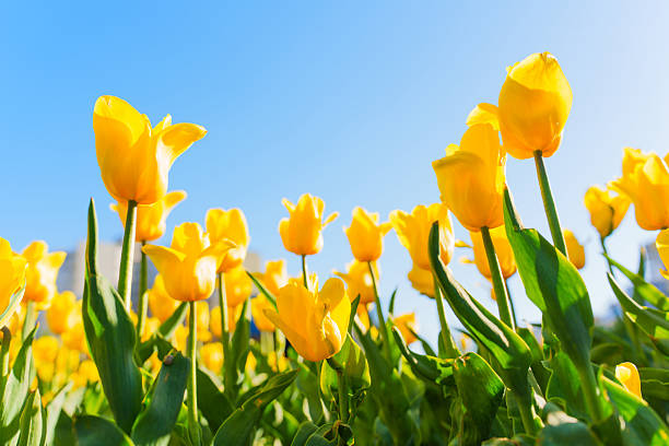 Close-up view of vibrant yellow tulips blooming in a sunny garden, showcasing their delicate petals and lush green leaves under a bright blue sky.