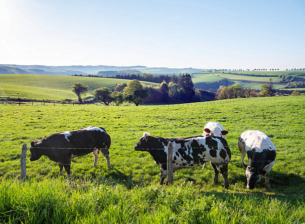 istock black and white spotted beef cows in green meadow with yellow spring flowers under blue sky in eislek 2217641365