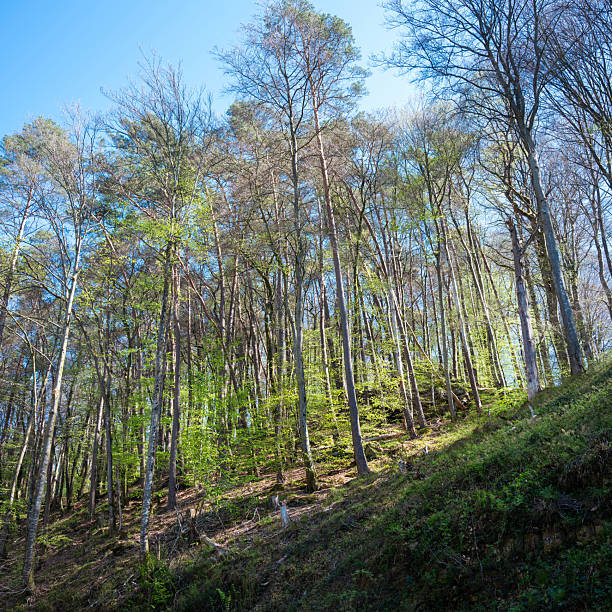 fresh spring leaves lit up in sunlight on forest in muellertal near echternach in luxemburg