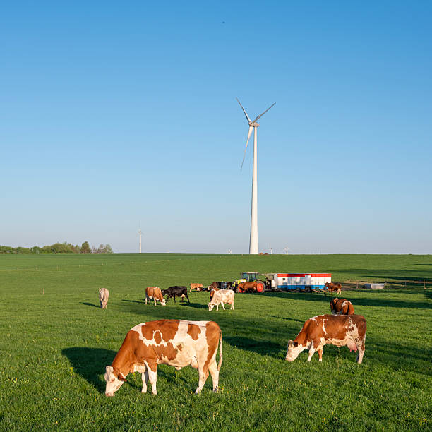 istock brown and white spotted cows in green meadow with milking machine under blue sky 2217641410