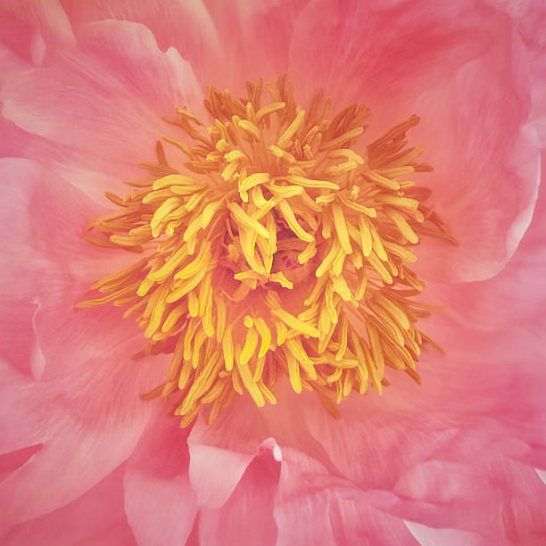 Pink peony flower isolated on white background, top view.