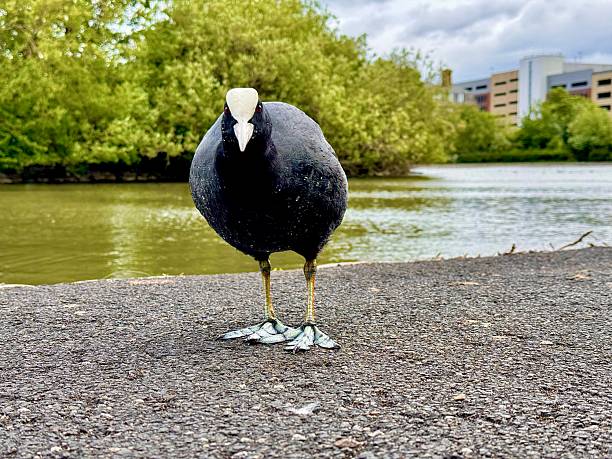 istock A Coot water bird looking at the camera 2217642109