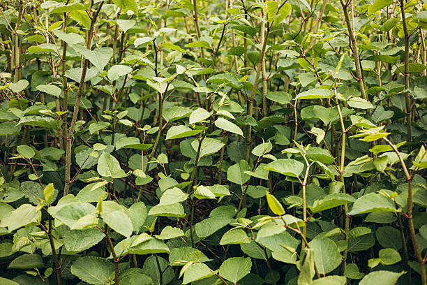 Lush green dense plants with natural background, vibrant foliage creating a fresh natural texture.