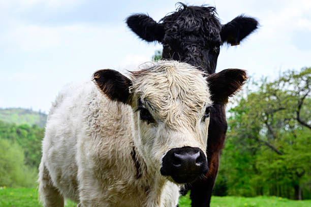 Cows in Cliffs of Moher in county Clare, Ireland, in a sunny day