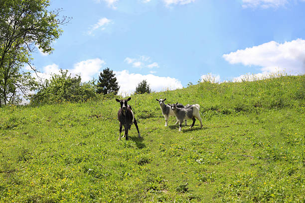 Goats hiking in the mountains