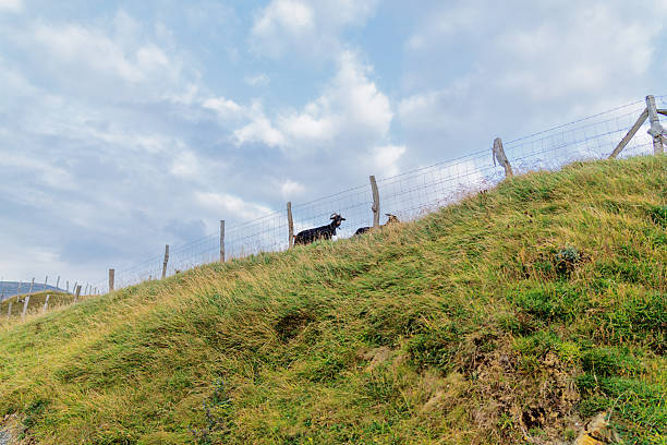 Goats behind the fence