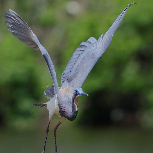 istock Little blue heron with outstretched wings in flight against a vibrant green backdrop. 2217646430