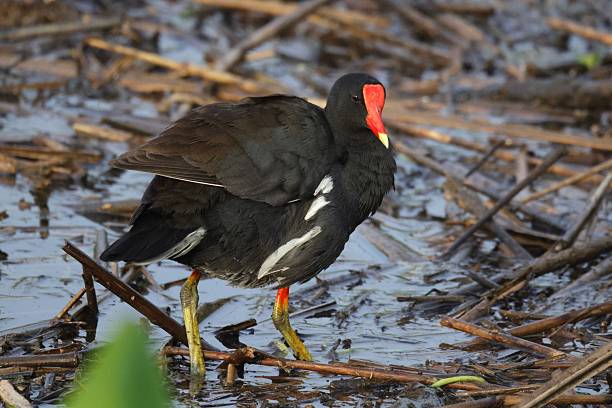 istock Common moorhen walking in a wetland. Gallinula chloropus. 2217646431