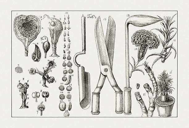 Antique botanical illustration of gardening tools. Detailed black and white engraving from an 18th-century Italian natural history book.