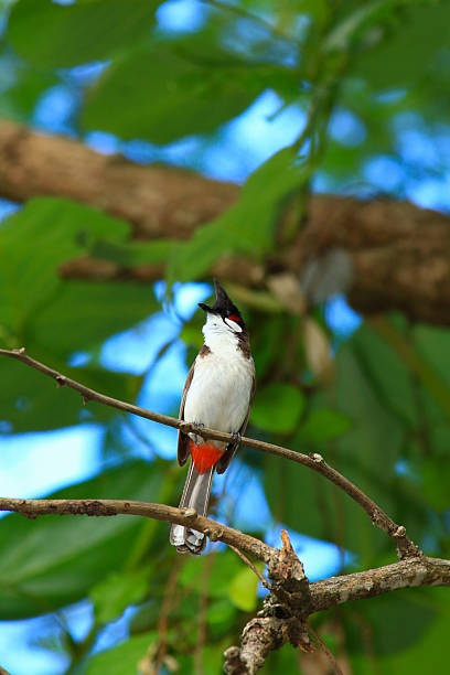 istock bird is looking for prey on a tree branch. 2217652088