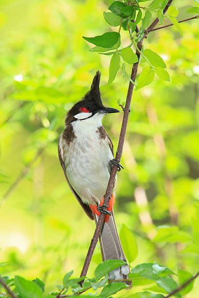 istock bird is looking for prey on a tree branch. 2217652197