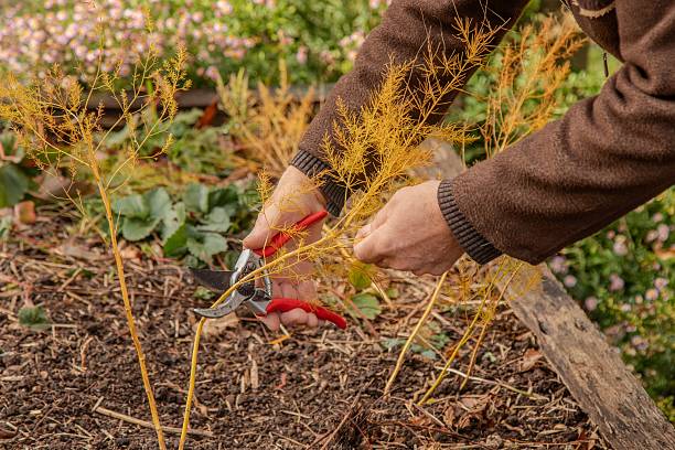 istock Close up of hands cutting a plant with secateurs 2217652900