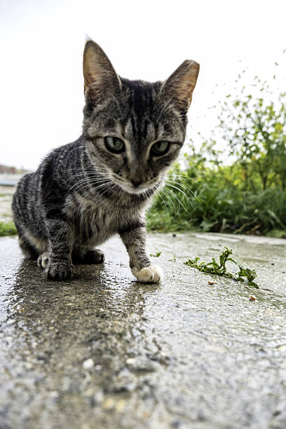 istock Stray cats in the street 2217653075