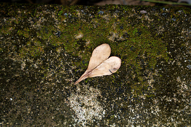 A close-up, top-down shot of a dried heart-shaped leaf resting on a moss-covered textured stone. Ideal for nature, love, and organic design themes