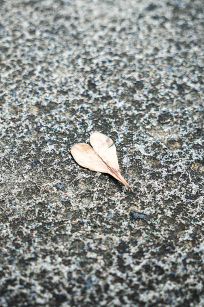 A vertical close-up shot of a small, dried heart-shaped leaf resting on a textured, rough stone background. Perfect for themes of nature, love, and minimalism