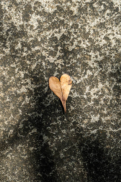 Top-down shot of a dried heart-shaped leaf on a rough gray stone surface, perfect for nature, love, and rustic design themes