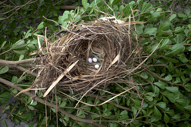 Three small white sparrow (Lonchura leucogastroides) eggs in a natural bird nest.