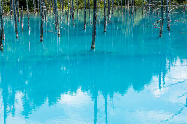 Blue pond in early summer