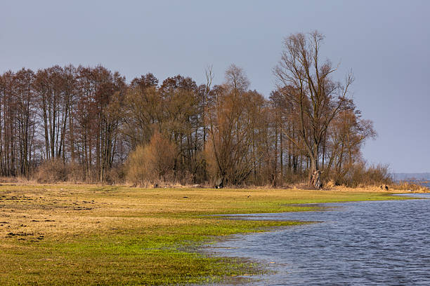 Two bare trees stand beside a flooded meadow in early spring near Biebrza, Poland. Reflections in water create symmetry.